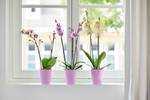 brussels orchidee hoog 12,5cm levendig violet